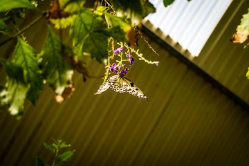 A yellow and black butterfly sitting on a purple flower
