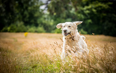 Fototapeta premium The Golden Retriever