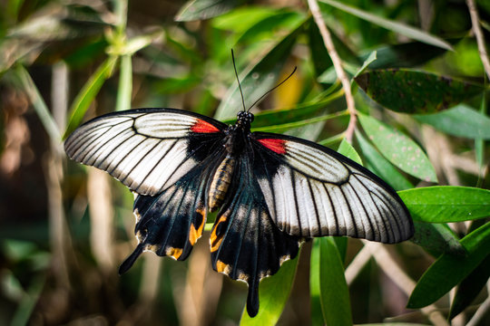 A black, white, and red butterfly sitting on a branch