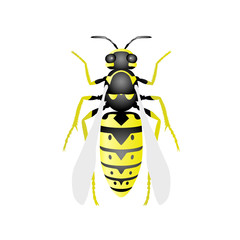 Top view of wasp - hornet on white background