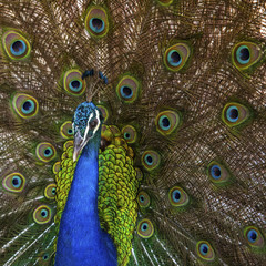 Obraz premium Peacock