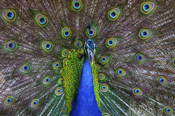 Obraz premium Peacock