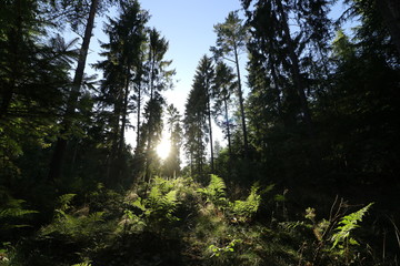 Konzept Waldbestattung, Waldfriedhof, Baumbestattungen, Naturbestattung