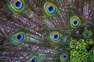 Obraz premium Peacock Feathers