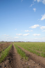 Fototapeta premium Young Crops