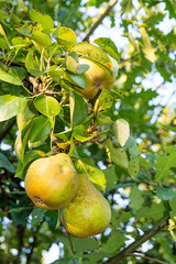 Pear on the tree in the orchard