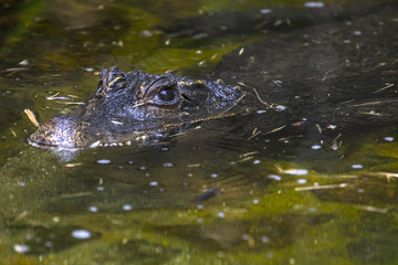 African Dwarf Crocodile
