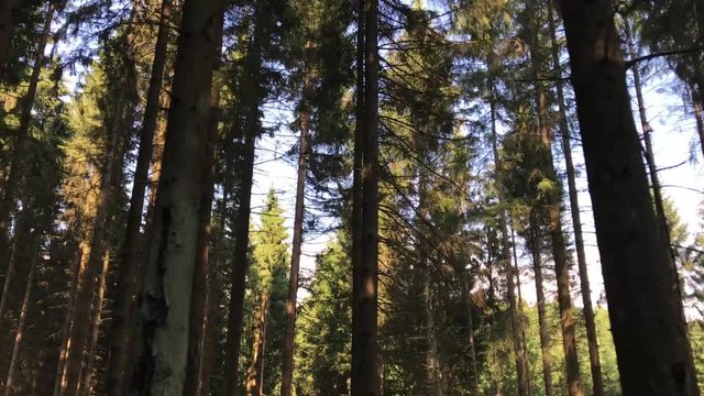 Kamerafahrt entlang an einem Wald mit Schwenk nach oben