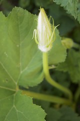 Pumpkin plant with yellow flower and green leaf 
