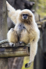 Lar Gibbon