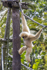 Lar Gibbon