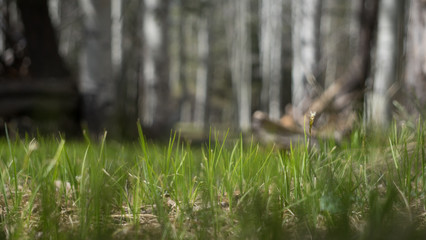 Grass Forest 5
