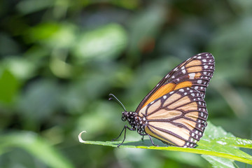 Fototapeta na wymiar farfalla monarca