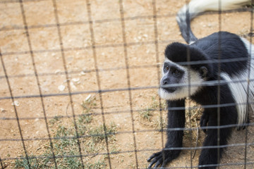 Mantled Guereza in a Zoo