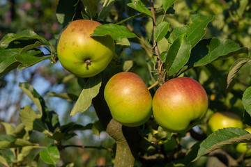 Fresh red apples in orchard