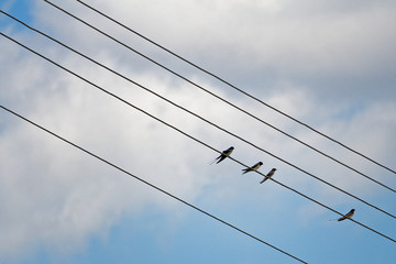 Three birds sitting on electric energy lines