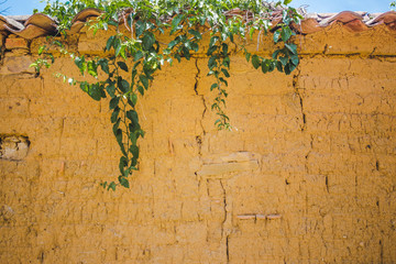 Flowerless green plant hangs over the edge of a yellow painted brick wall 