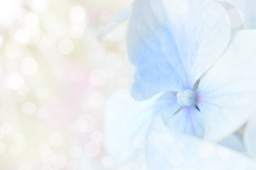 Bokeh soft flower petals