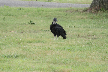 A black vulture on the ground at the park.