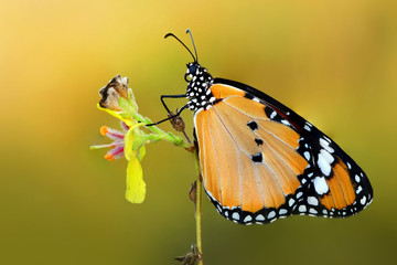 Closeup  beautiful butterfly  & flower in the garden.