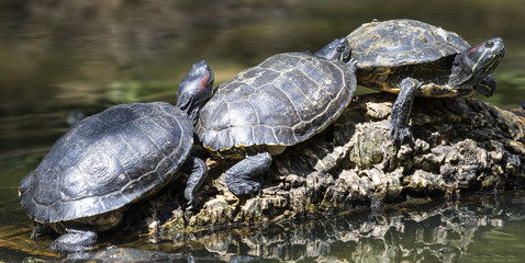 Obraz premium Three Turtles