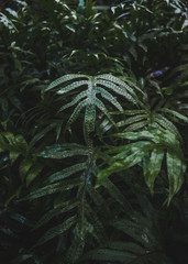 Green plant leaf with raised bumpy pores in a humid environment in Bolivia