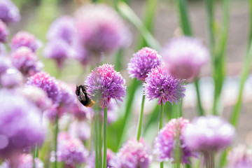 Bumble bee on the flowers