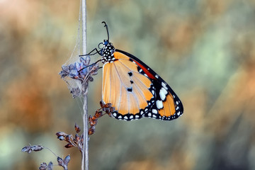 Closeup  beautiful butterfly  & flower in the garden.