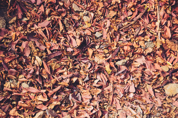 Background of orange fall leaves lying on the ground.