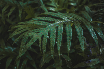 Green plant leaf with raised bumpy pores in a humid environment in Bolivia - obrazy, fototapety, plakaty