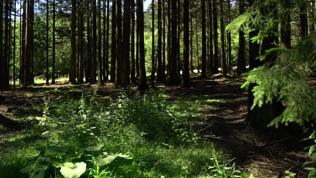 Im Wald aus Nadelb&auml;umen wachsen auf einer Lichtung wilde Kr&auml;uter. Brennnessel und die Gro&szlig;e Klette. Insekten schwirren durch die Sonnenstrahlen. Original Sound.