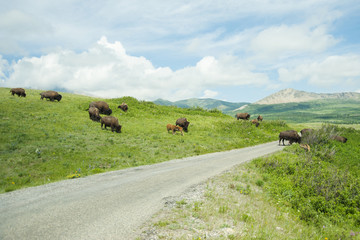 Bison Paddock, Waterton National Park, Alberta