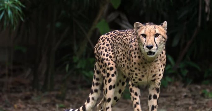 Cheetah creeping toward camera slow motion vodeo. Big leopard portrait
