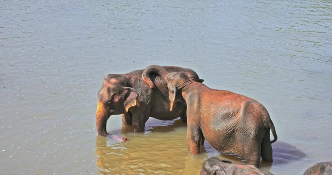 Male elephant shows attraction and affection by touching female mate with trunk. Romantic relationship between wild animals wonderful moments caught on camera. Sri Lanka nature
