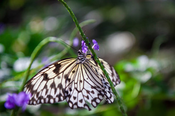 A black and orange butterfly sitting in a tree