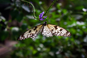 A black and orange butterfly sitting in a tree