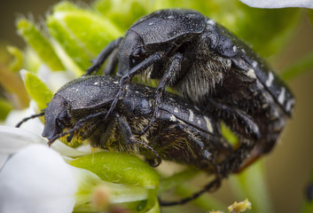 couple of beetles making love