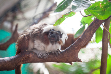 A tamarin monkey sitting in a tree