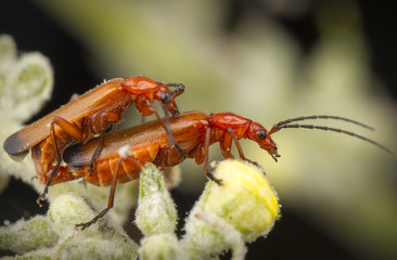 couple of beetles making love