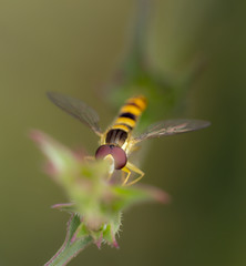 bee on flower