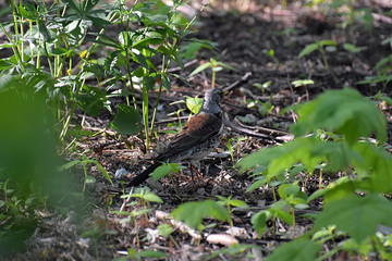 Blackbird-mountain ash on the grass