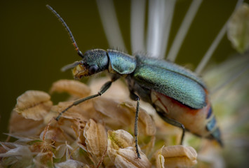 beetle on leaf