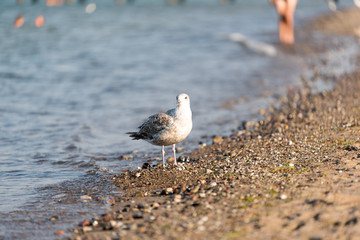 Möve am Strand bei Sonnenschein