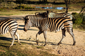 Zebras crossing a dirt road