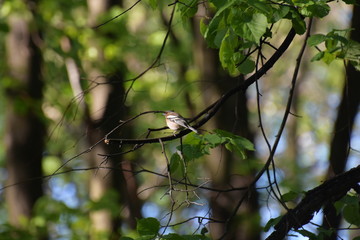 Sparrow sitting on a tree branch