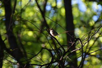 Sparrow sitting on a tree branch