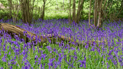 Bluebell Woods