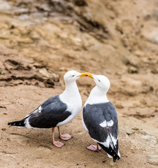 Seagulls in Love
