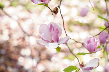 magnolia flowers in park