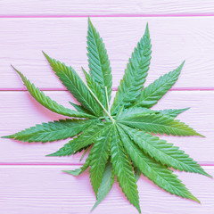 A sheet of marijuana.